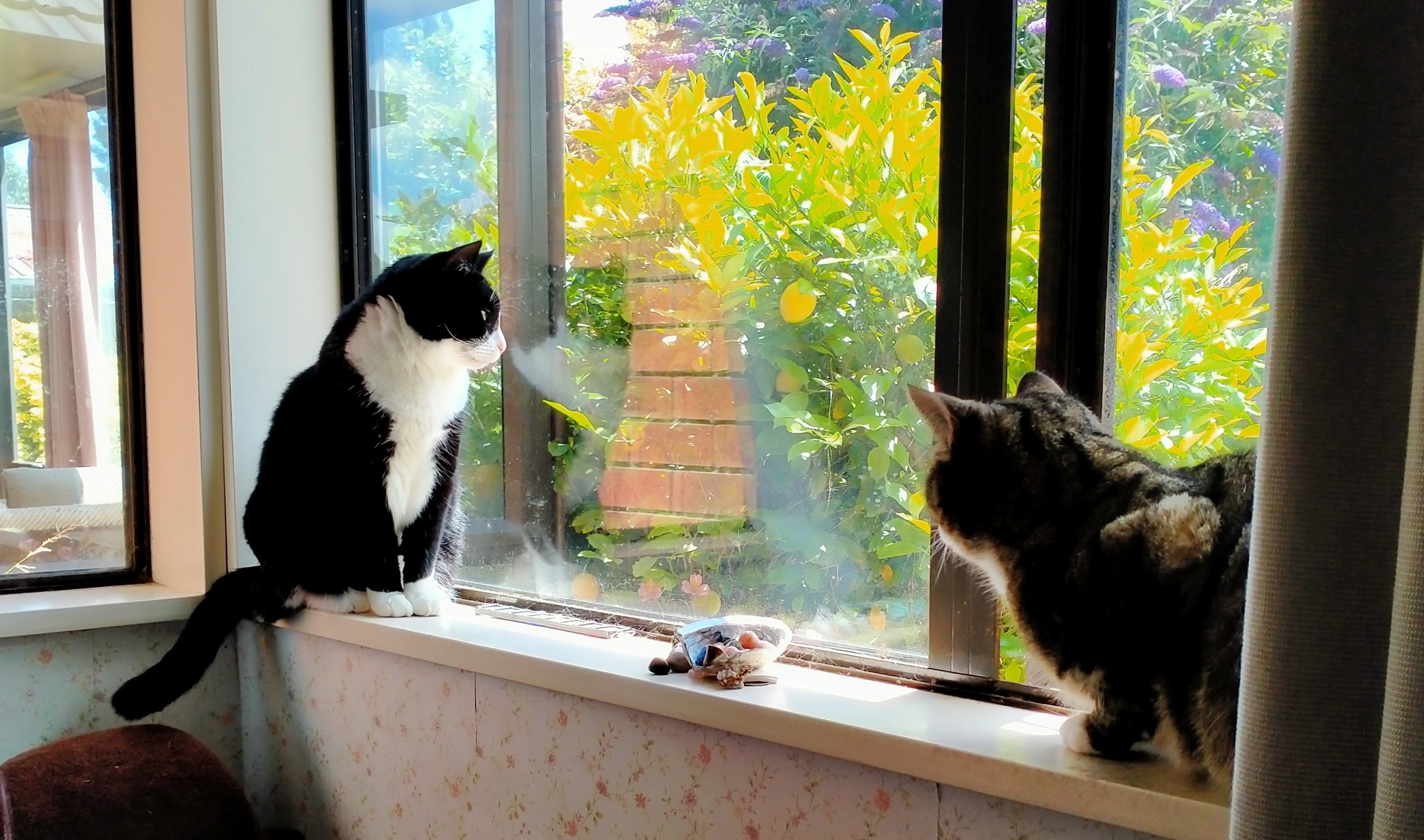 A small black and white cat sitting up on the left side of a windowsill, and a brown tabby crouched on the right side. Both are looking out into a sunny, green garden.